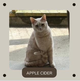 Enlarge Apple Cider, a Adoptable mixed breed in White Hall, IL image 1/3