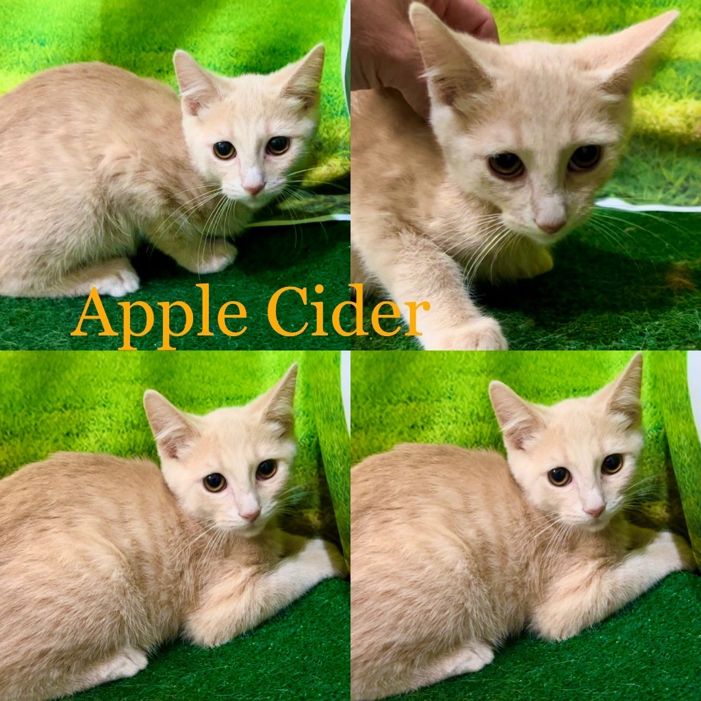 Enlarge Apple Cider, a Adoptable mixed breed in White Hall, IL image 2/5