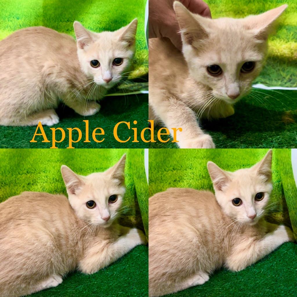 Enlarge Apple Cider, a Adoptable mixed breed in White Hall, IL image 2/3