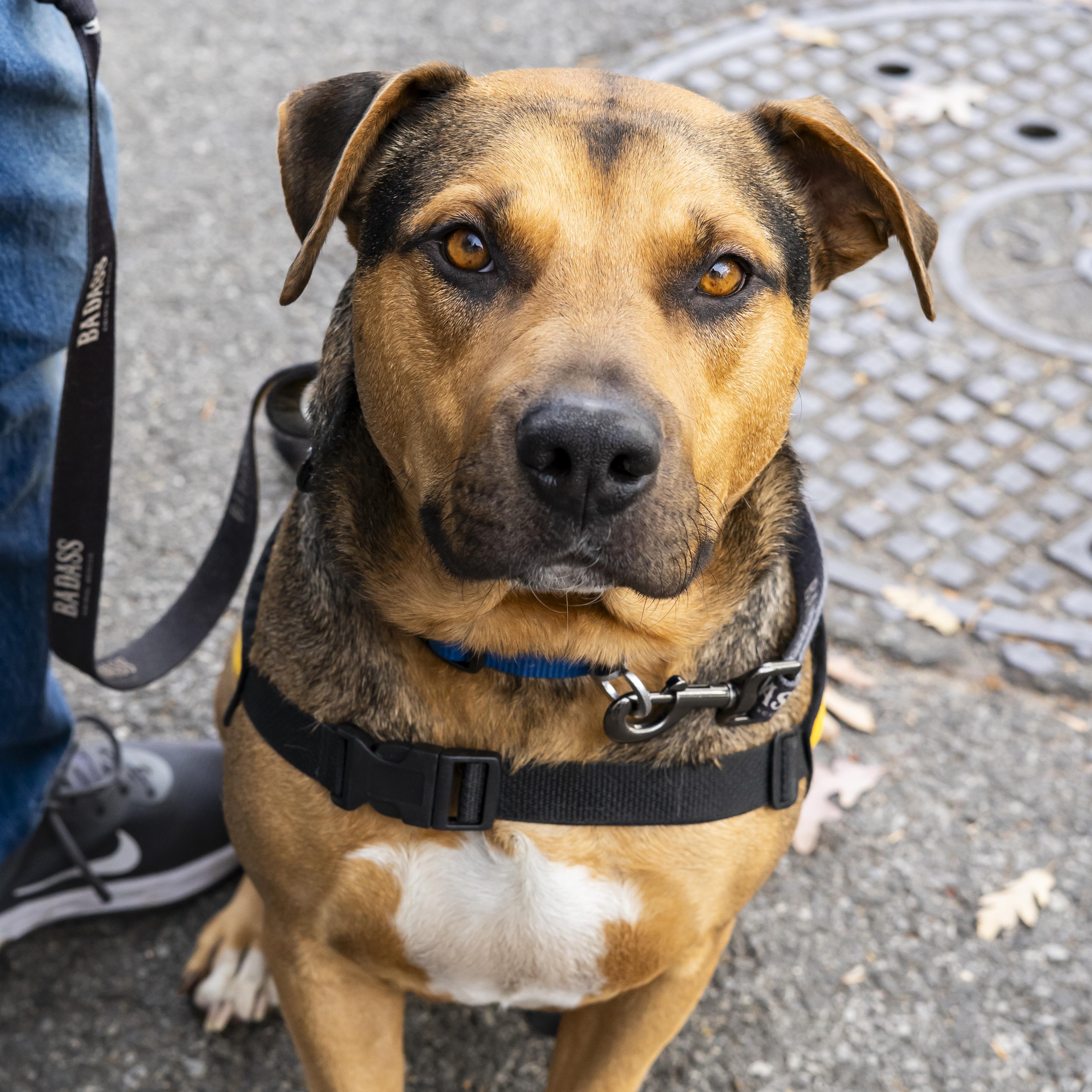 Enlarge Bobby Okereke, a Adoptable Shepherd in Brooklyn, NY image 6/6
