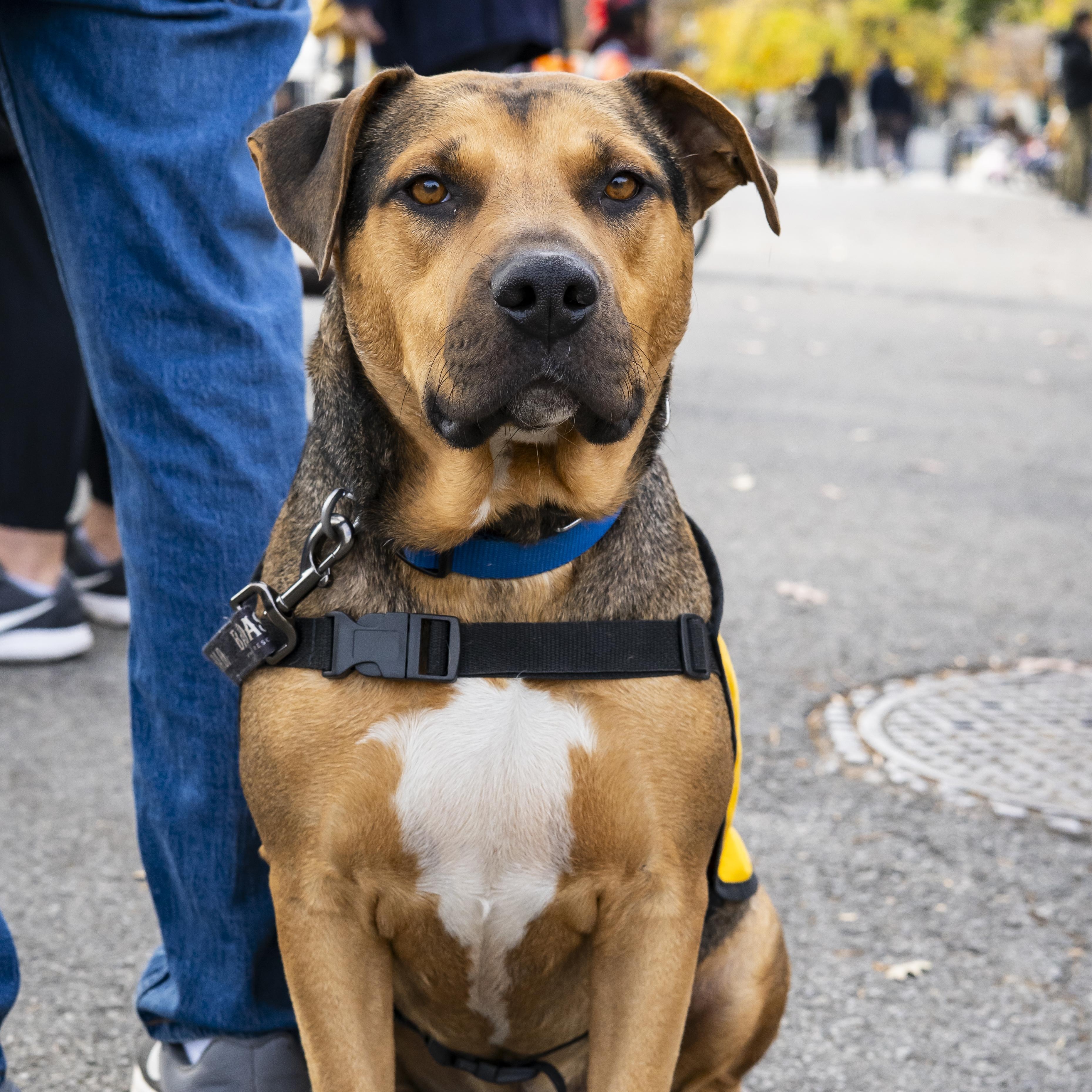 Enlarge Bobby Okereke, a Adoptable Shepherd in Brooklyn, NY image 5/6