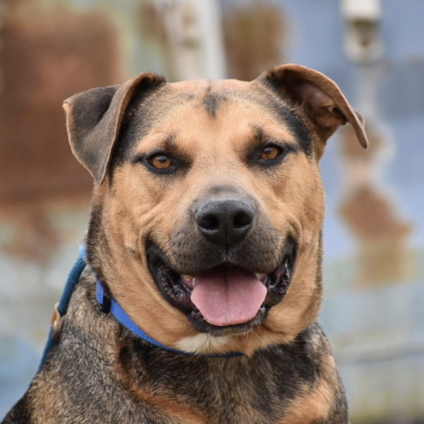 Enlarge Bobby Okereke, a Adoptable Shepherd in Brooklyn, NY image 2/6
