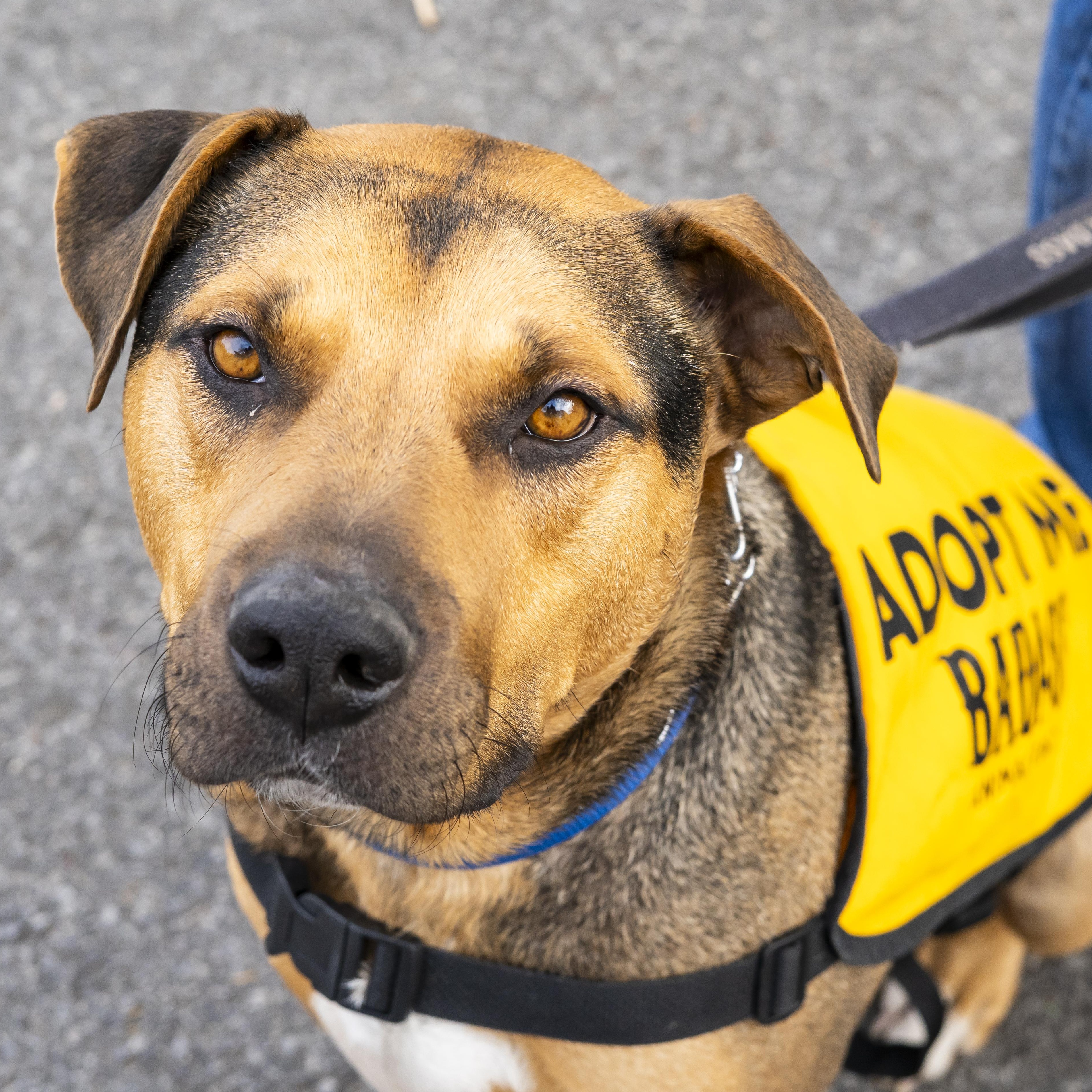 Bobby Okereke, Adoptable, Adult Male Shepherd.