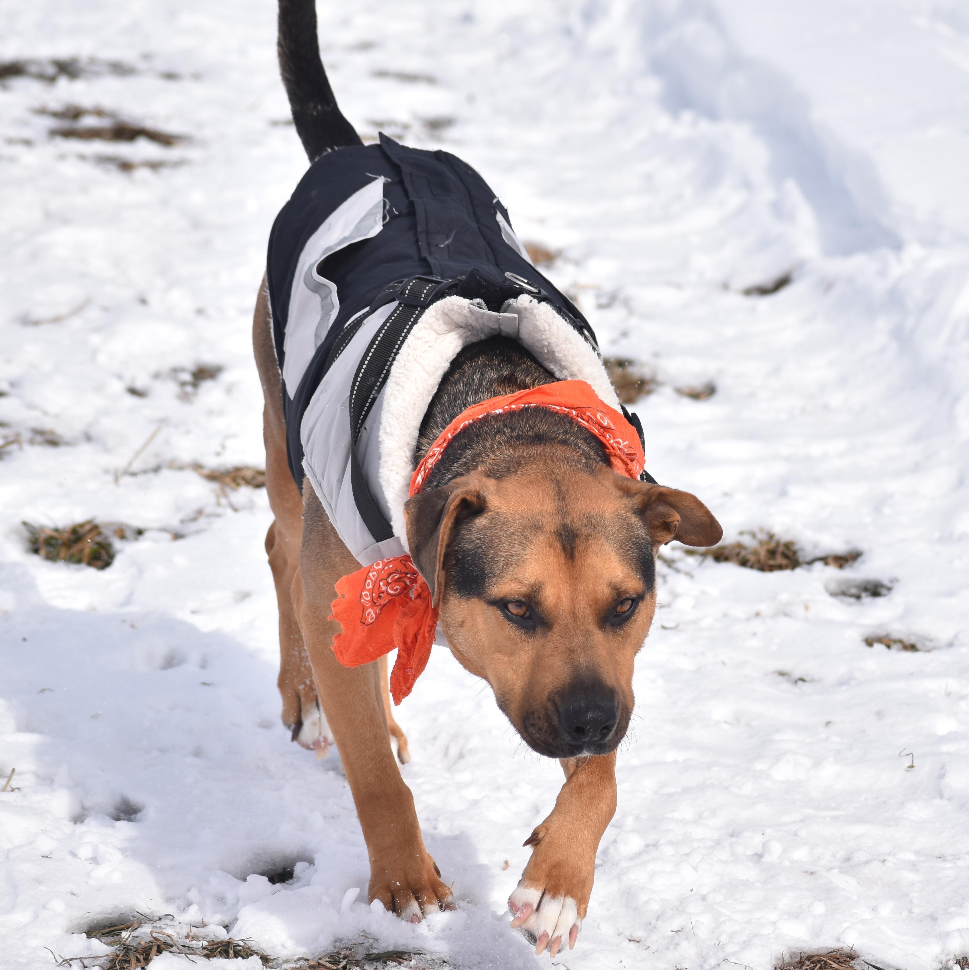 Enlarge Bobby Okereke, an adopted Shepherd in Brooklyn, NY image 4/6