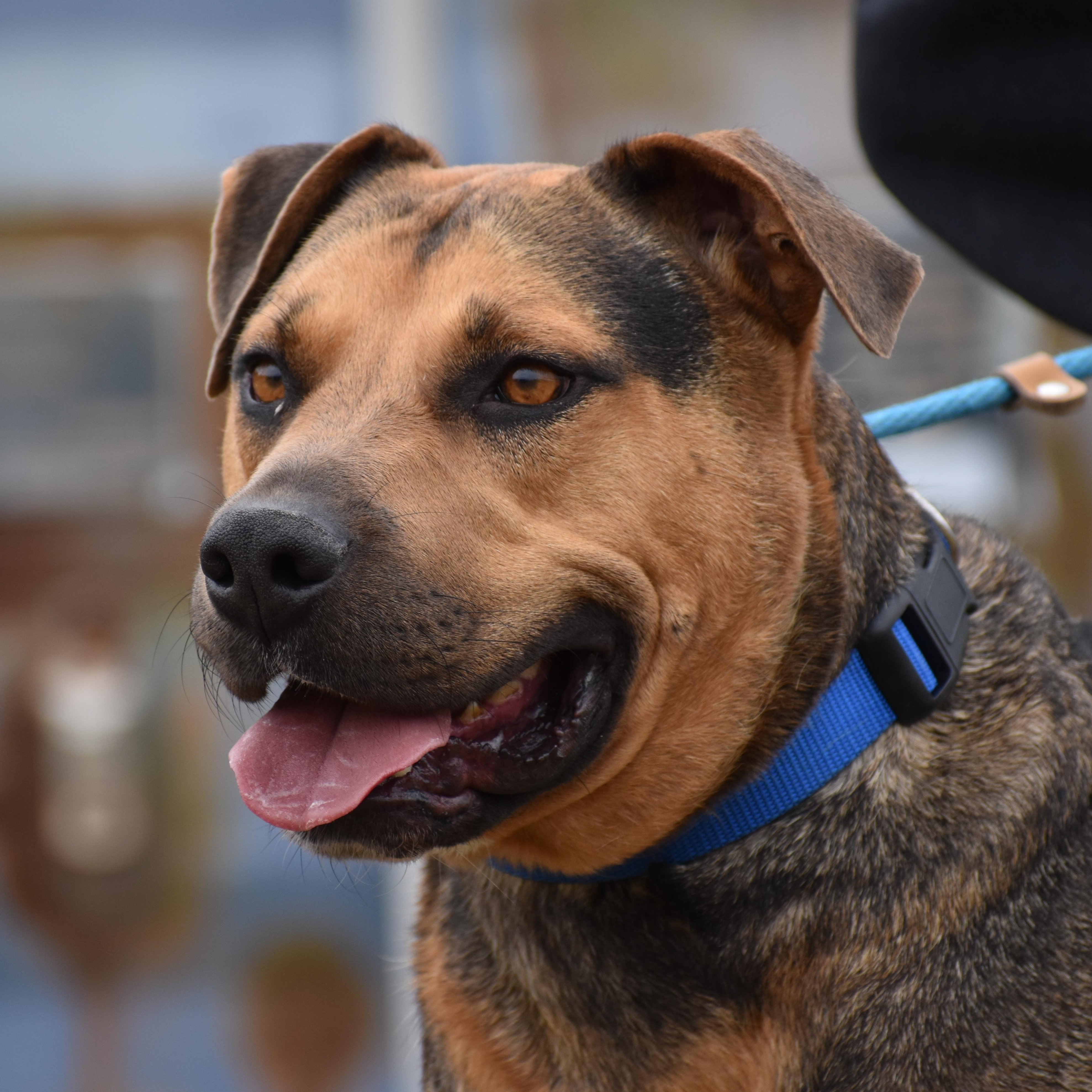 Enlarge Bobby Okereke, a Adoptable Shepherd in Brooklyn, NY image 3/6