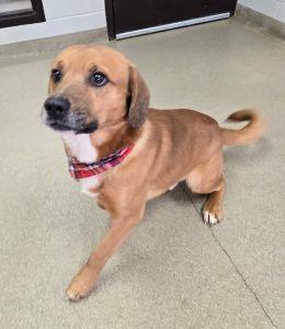 Enlarge Rusty, an adopted Beagle in Bucyrus, OH image 4/6