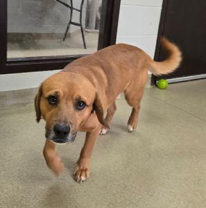 Enlarge Rusty, an adopted Beagle in Bucyrus, OH image 6/6