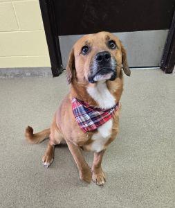 Enlarge Rusty, an adopted Beagle in Bucyrus, OH image 1/6