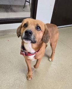 Enlarge Rusty, an adopted Beagle in Bucyrus, OH image 3/6