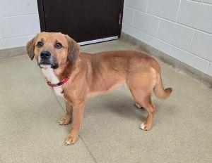Enlarge Rusty, an adopted Beagle in Bucyrus, OH image 2/6