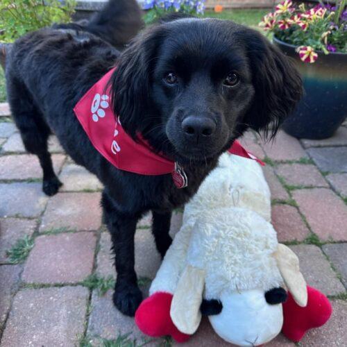 Chewbacca H "Chewy"  26-25016-2, Adoptable, Young Male Cocker Spaniel & English Cocker Spaniel.