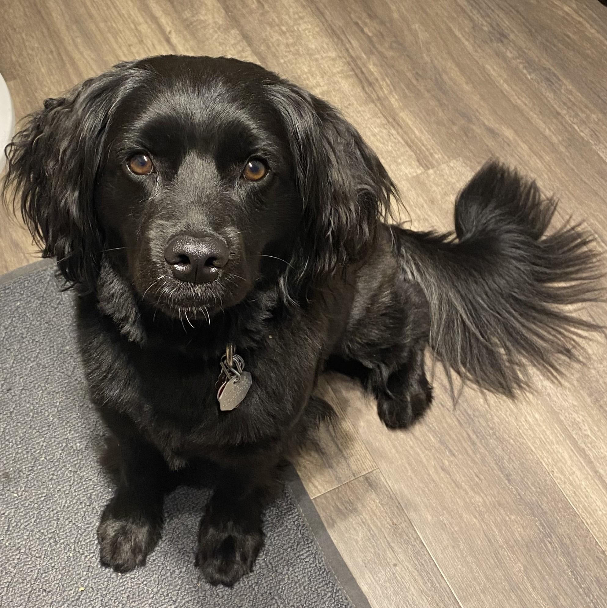 Enlarge Chewbacca H "Chewy"  26-25016-2, a Adoptable mixed breed in Parker, CO image 2/4