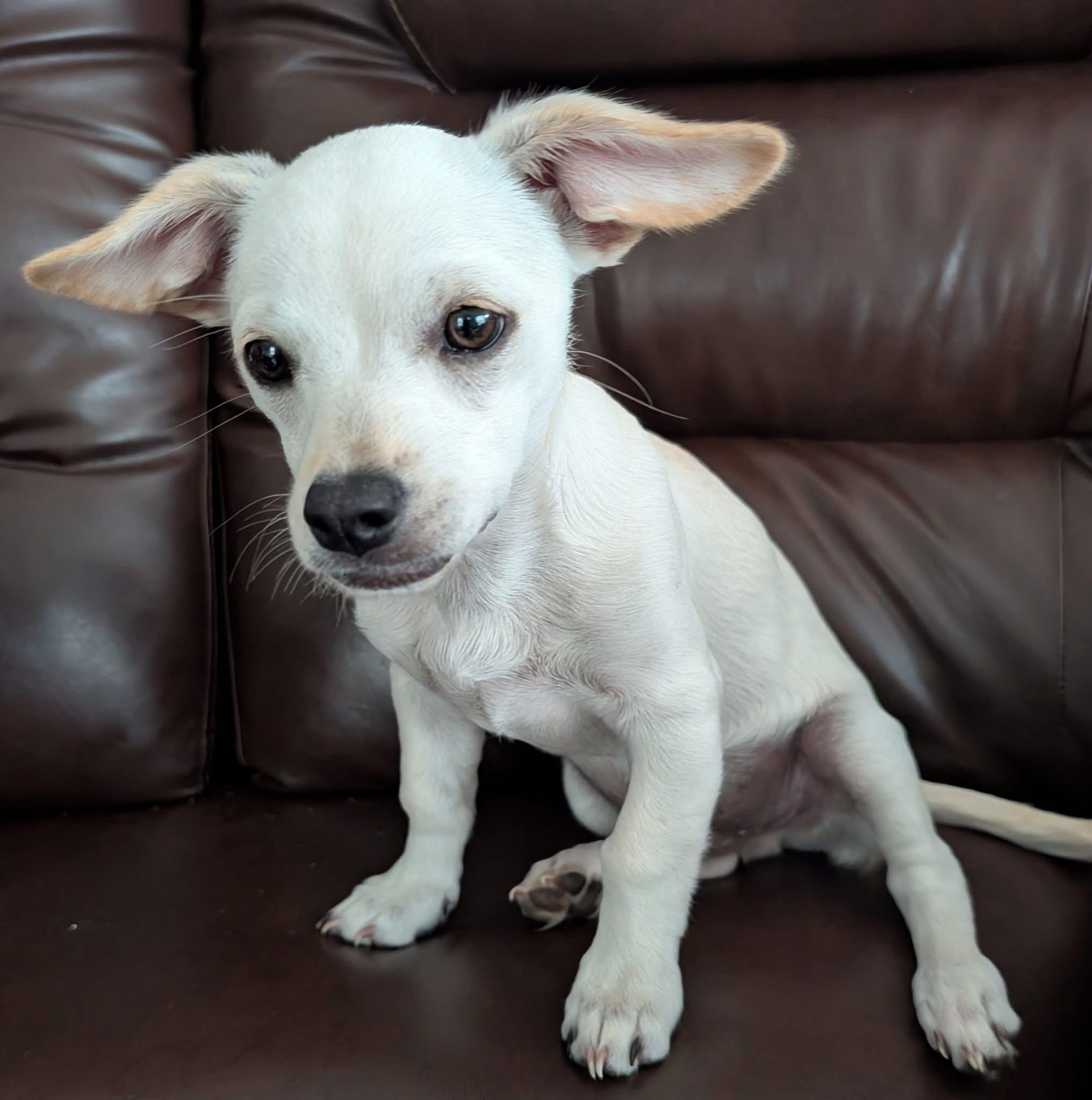 Bashful 2026-124, Adopted, Young Male Basset Hound & Chihuahua.
