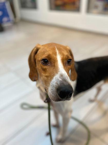 Boone - 3, Adoptable, Adult Male Foxhound & Mixed Breed.