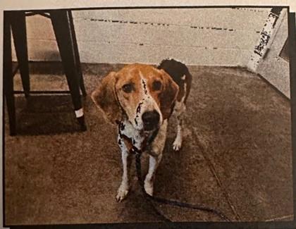 Enlarge Boone - 3, a Adoptable mixed breed in Daytona Beach, FL image 1/2