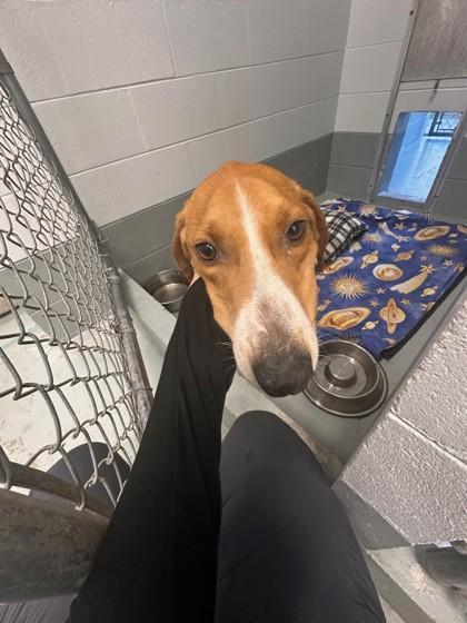 Enlarge Boone - 3, a Adoptable mixed breed in Daytona Beach, FL image 2/2