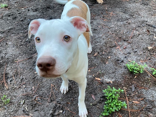 Bellatrix aka Belly, an adoptable Mixed Breed in Wildwood, FL, 34785 | Photo Image 2
