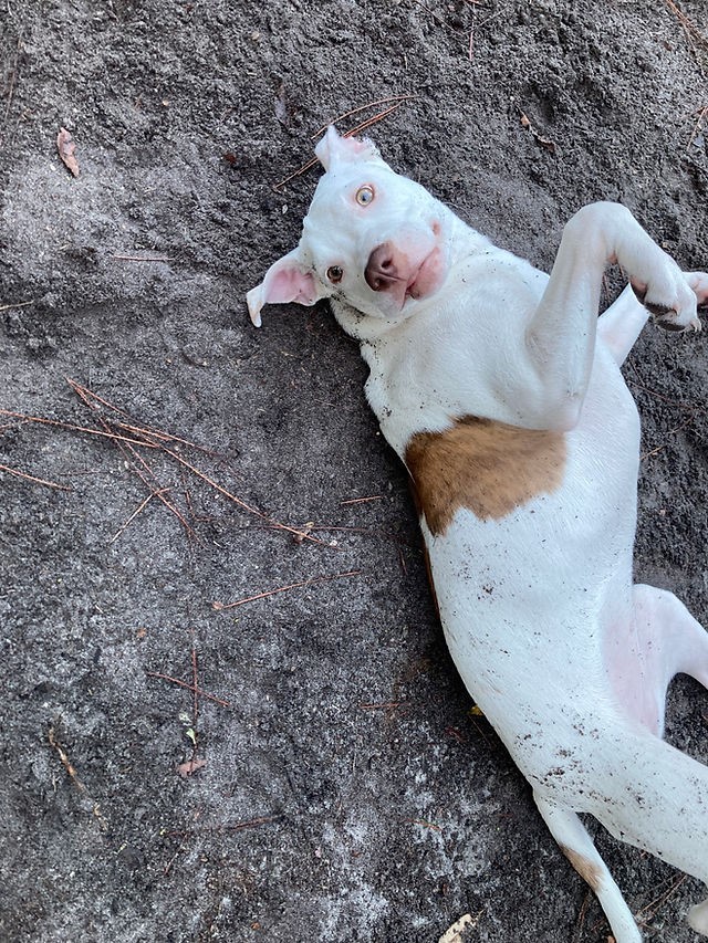 Bellatrix aka Belly, an adoptable Mixed Breed in Wildwood, FL, 34785 | Photo Image 3