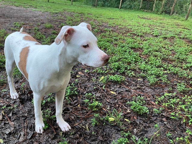 Bellatrix aka Belly, an adoptable Mixed Breed in Wildwood, FL, 34785 | Photo Image 1
