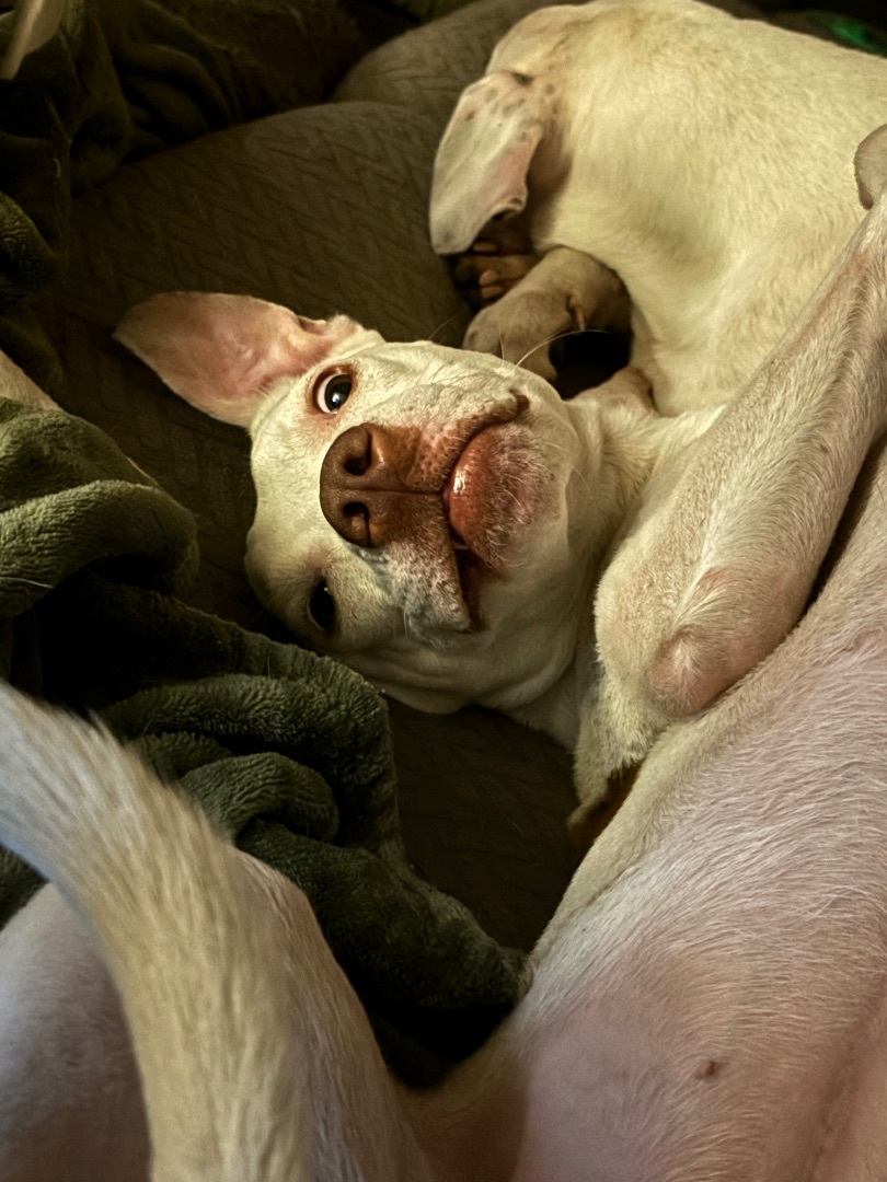 Bellatrix aka Belly, an adoptable Mixed Breed in Wildwood, FL, 34785 | Photo Image 5