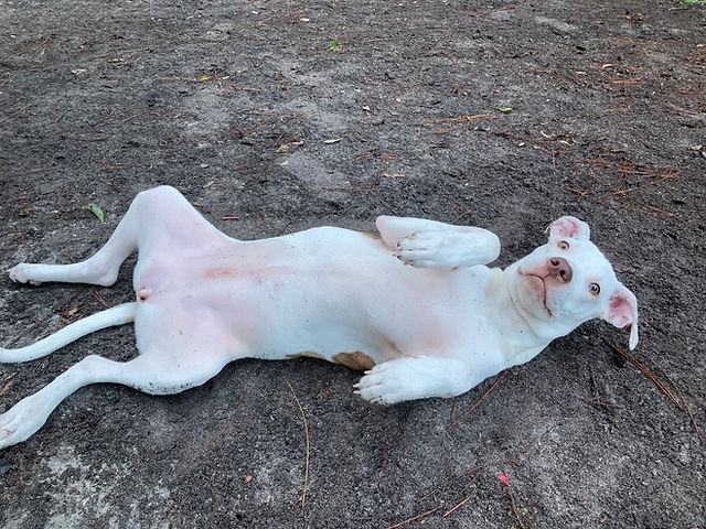 Bellatrix aka Belly, an adoptable Mixed Breed in Wildwood, FL, 34785 | Photo Image 4