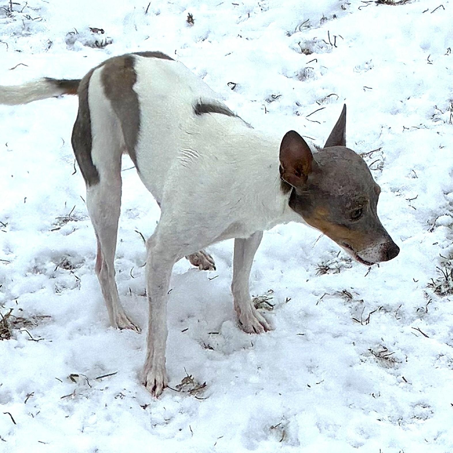 Enlarge PEPPER, a Adoptable Rat Terrier in Burton, MI image 4/4