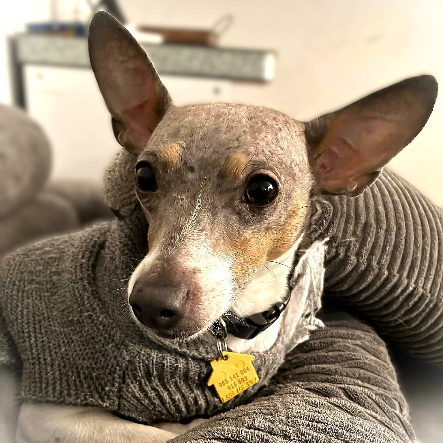 Enlarge PEPPER, a Adoptable Rat Terrier in Burton, MI image 2/4