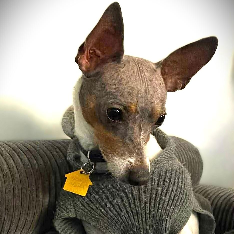 PEPPER, Adoptable, Adult Female Rat Terrier.