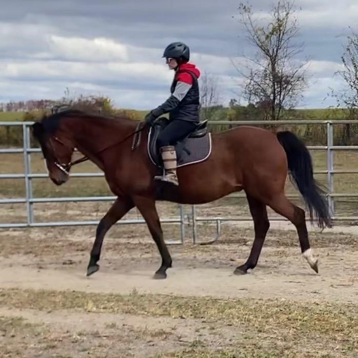Rohan, Adoptable, Senior Male Warmblood & Thoroughbred.