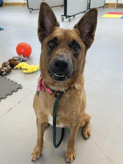 Paris, Adoptable, Young Female Cattle Dog & Mixed Breed.
