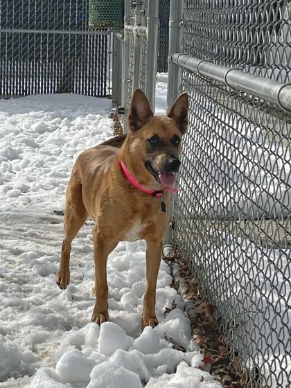 Enlarge Paris, a Adoptable mixed breed in Bensalem, PA image 2/3