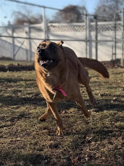 Paris, Adoptable, Young Female Cattle Dog & Mixed Breed.