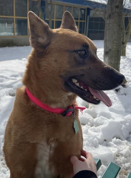 Enlarge Paris, a Adoptable mixed breed in Bensalem, PA image 3/3