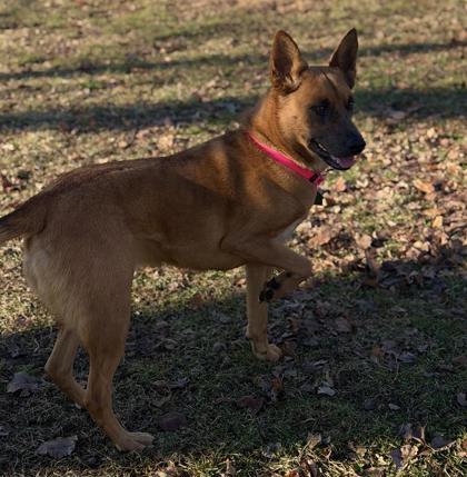 Enlarge Paris, a Adoptable mixed breed in Bensalem, PA image 2/3