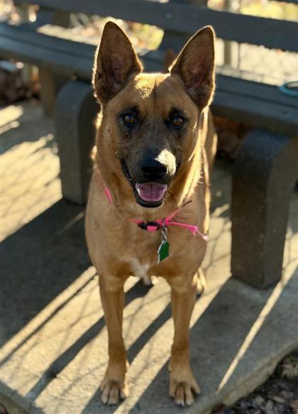 Enlarge Paris, a Adoptable mixed breed in Bensalem, PA image 3/3