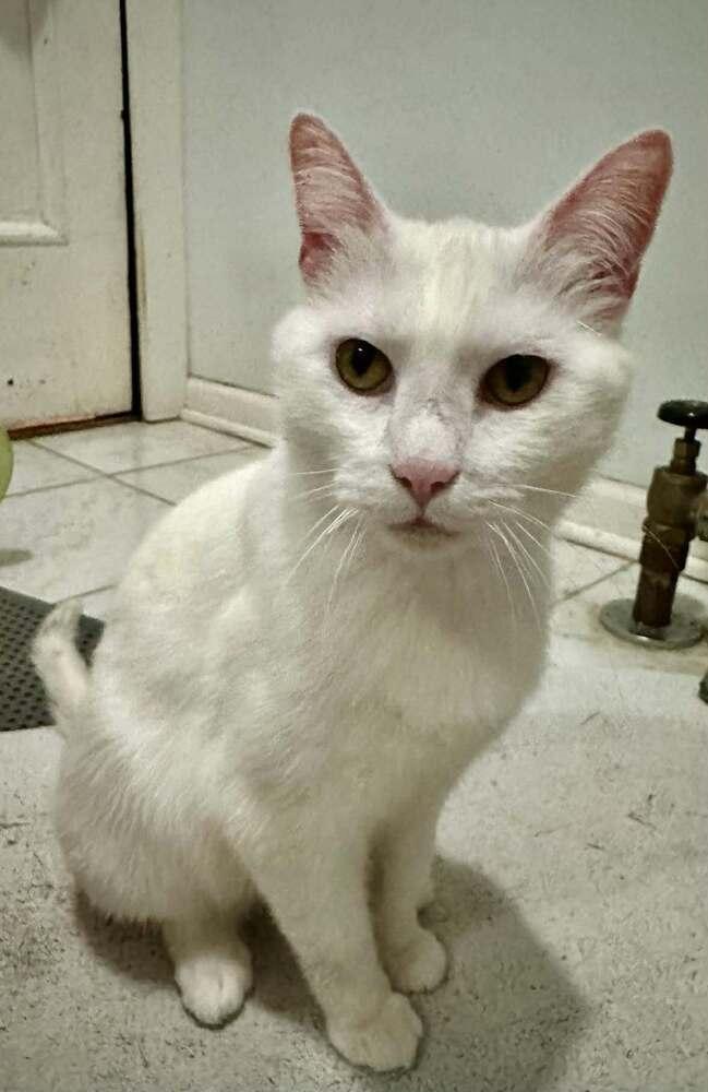 Ellie, a Adoptable Domestic Short Hair in Chicago, IL image 1/6