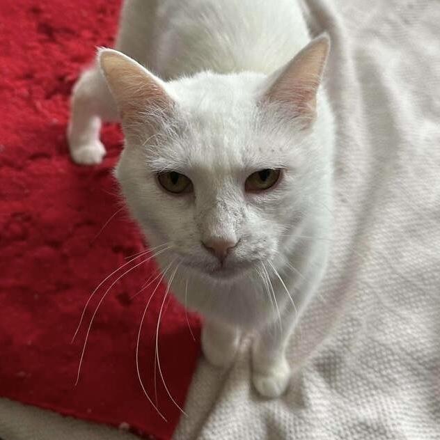 Ellie, a Adoptable Domestic Short Hair in Chicago, IL image 2/6