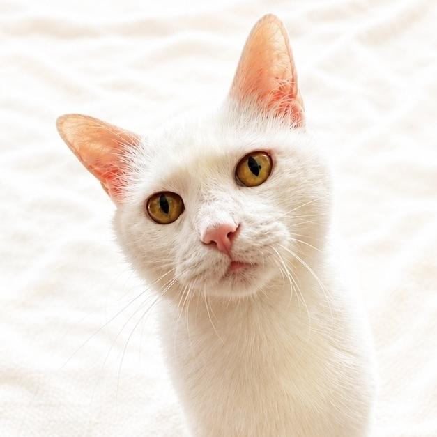 Enlarge Ellie, a Adoptable Domestic Short Hair in Chicago, IL image 3/6