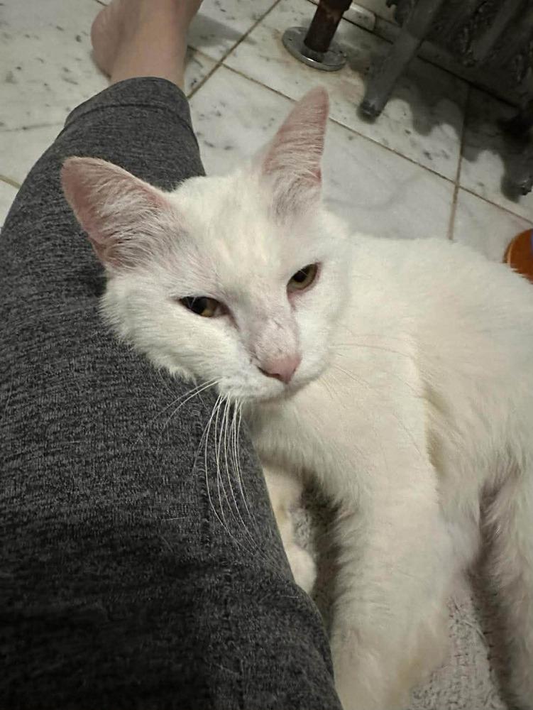 Ellie, a Adoptable Domestic Short Hair in Chicago, IL image 3/6