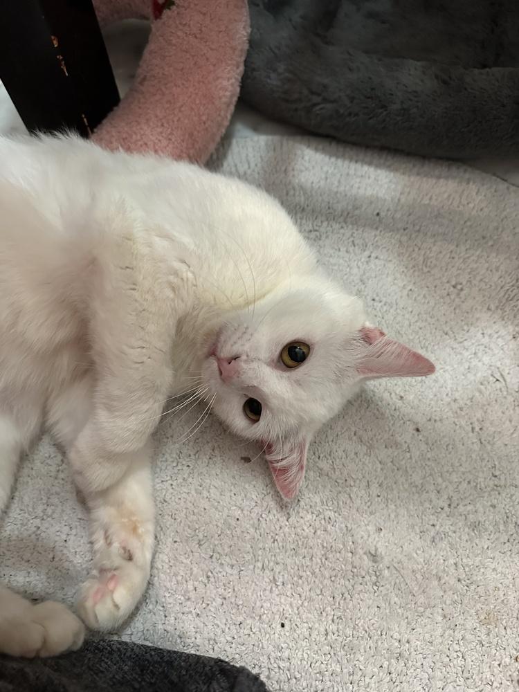 Ellie, a Adoptable Domestic Short Hair in Chicago, IL image 4/6