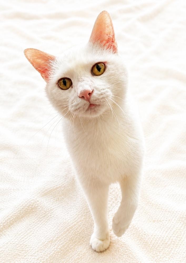 Ellie, a Adoptable Domestic Short Hair in Chicago, IL image 6/6
