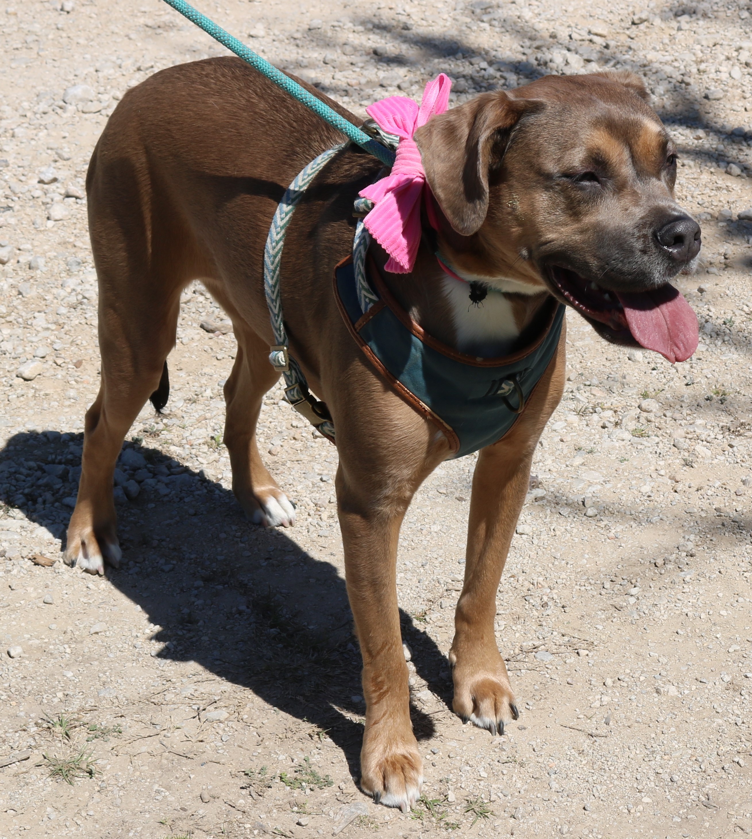 Enlarge Salem, a Adoptable mixed breed in Bandera, TX image 5/5
