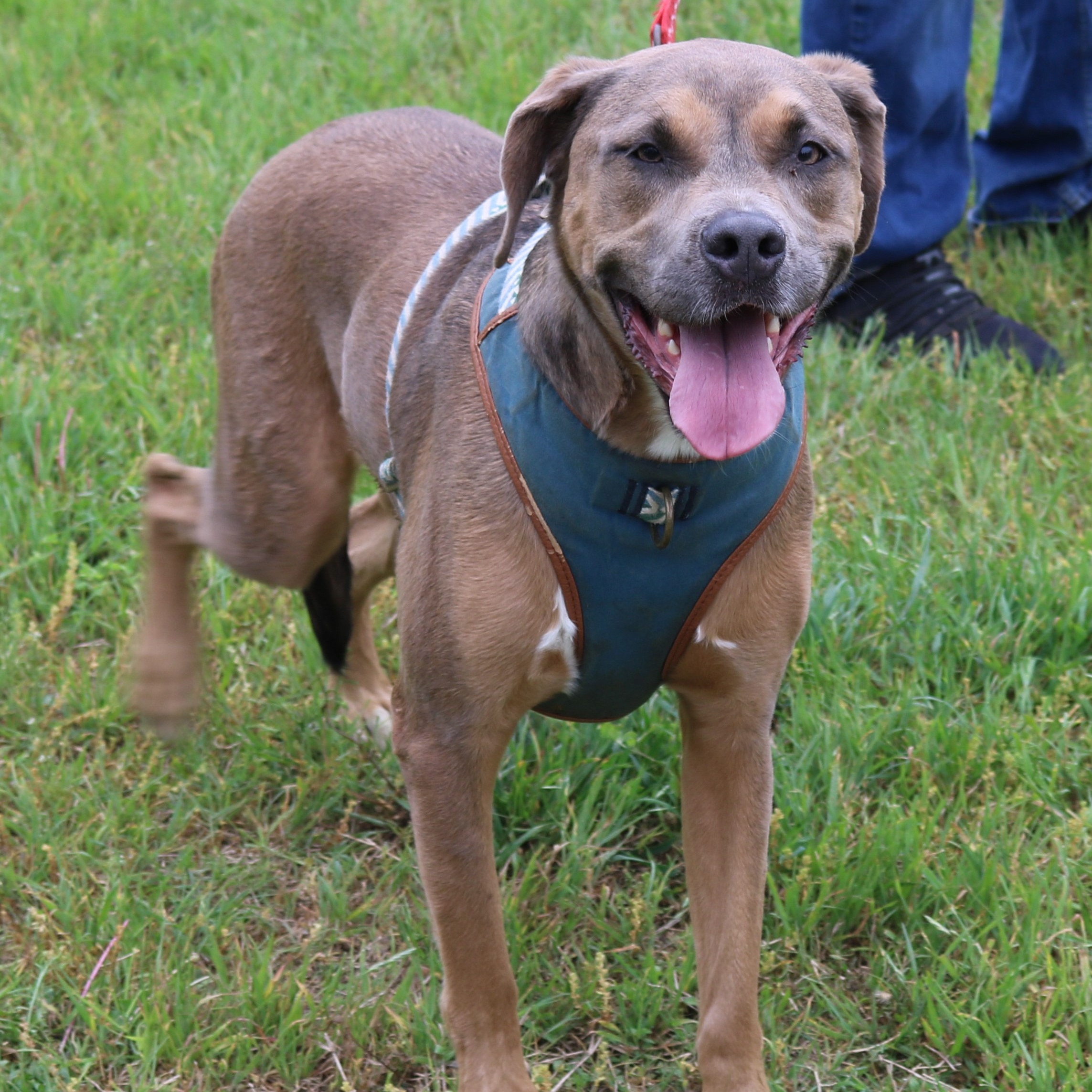 Enlarge Salem, a Adoptable mixed breed in Bandera, TX image 3/5