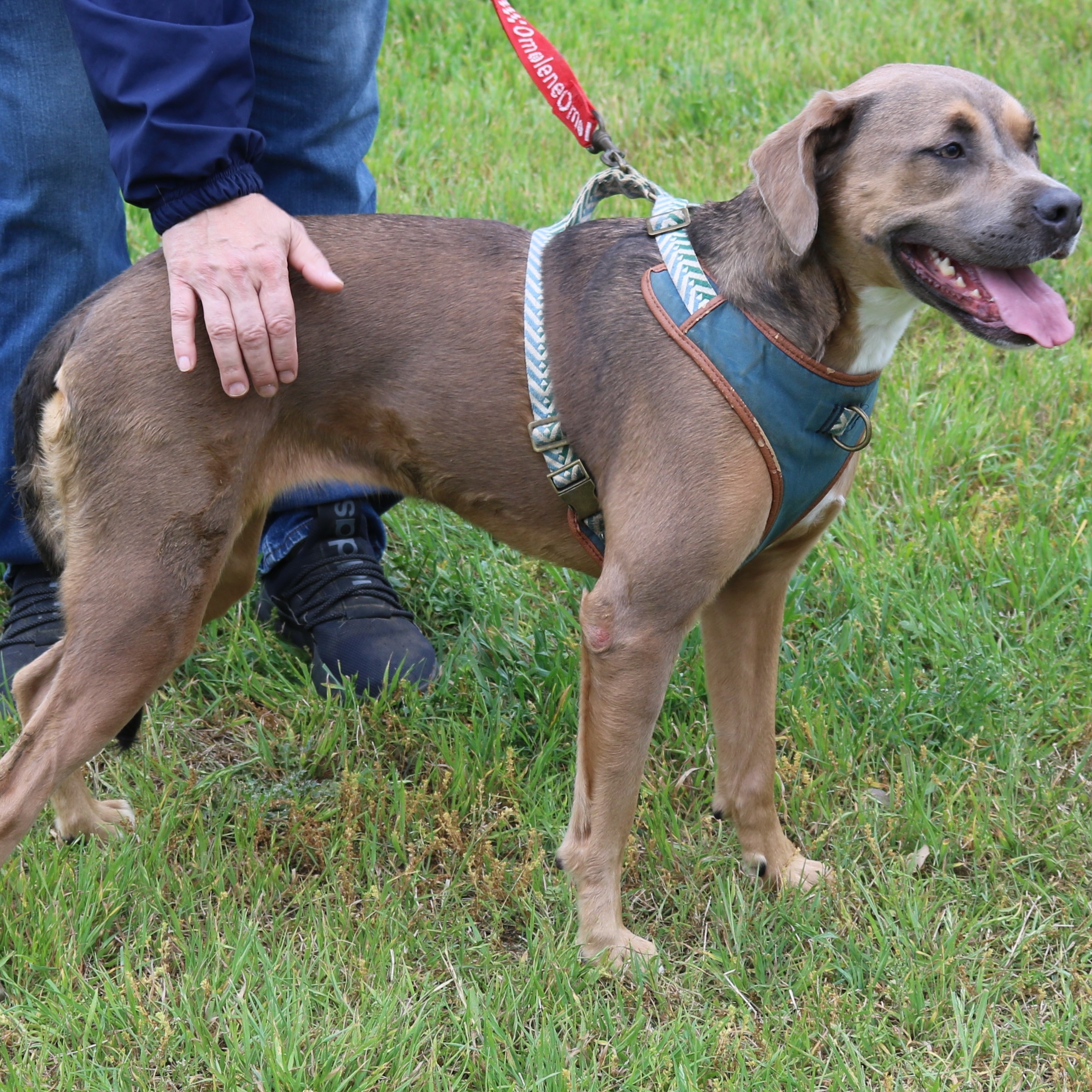 Enlarge Salem, a Adoptable mixed breed in Bandera, TX image 2/5
