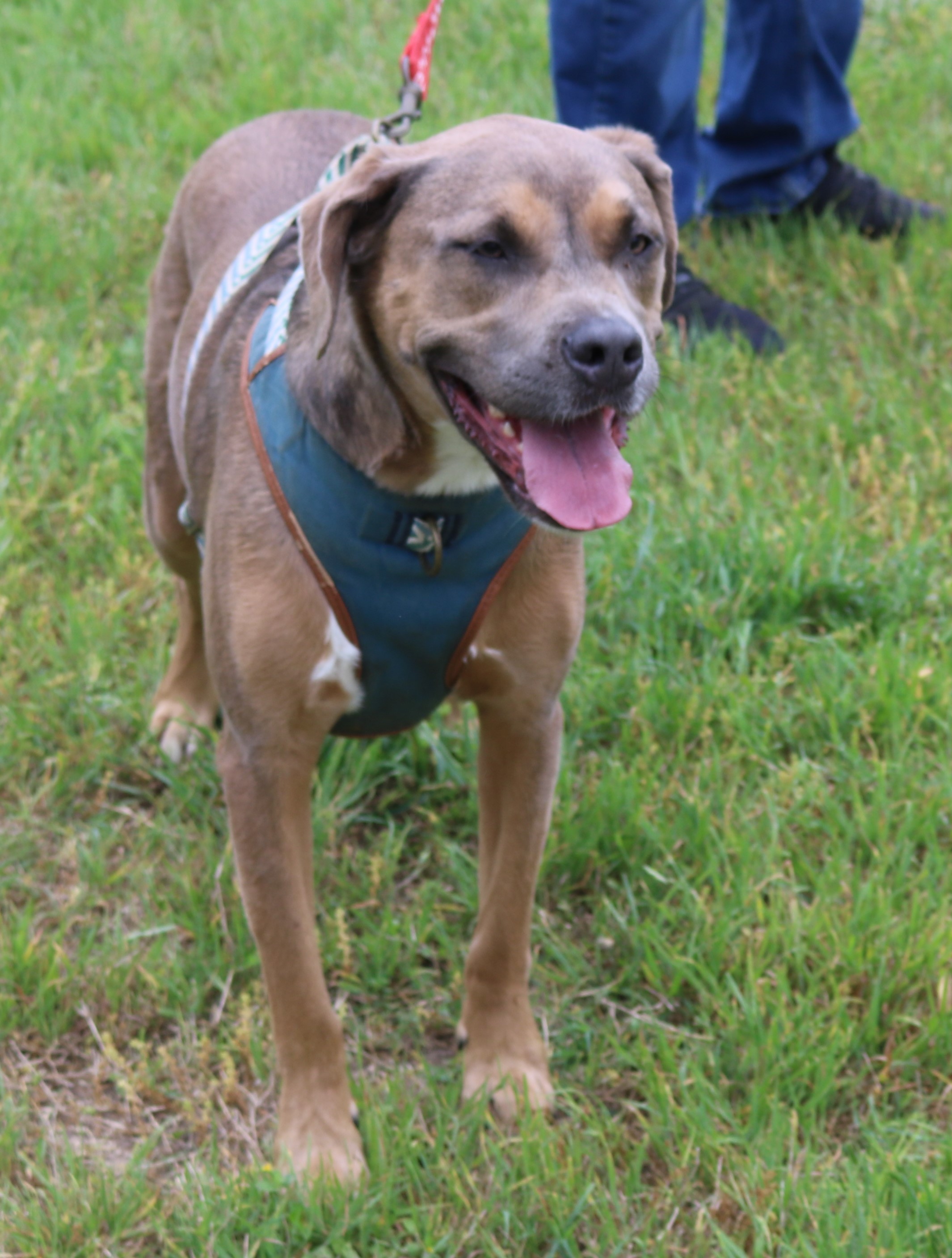 Enlarge Salem, a Adoptable mixed breed in Bandera, TX image 4/5