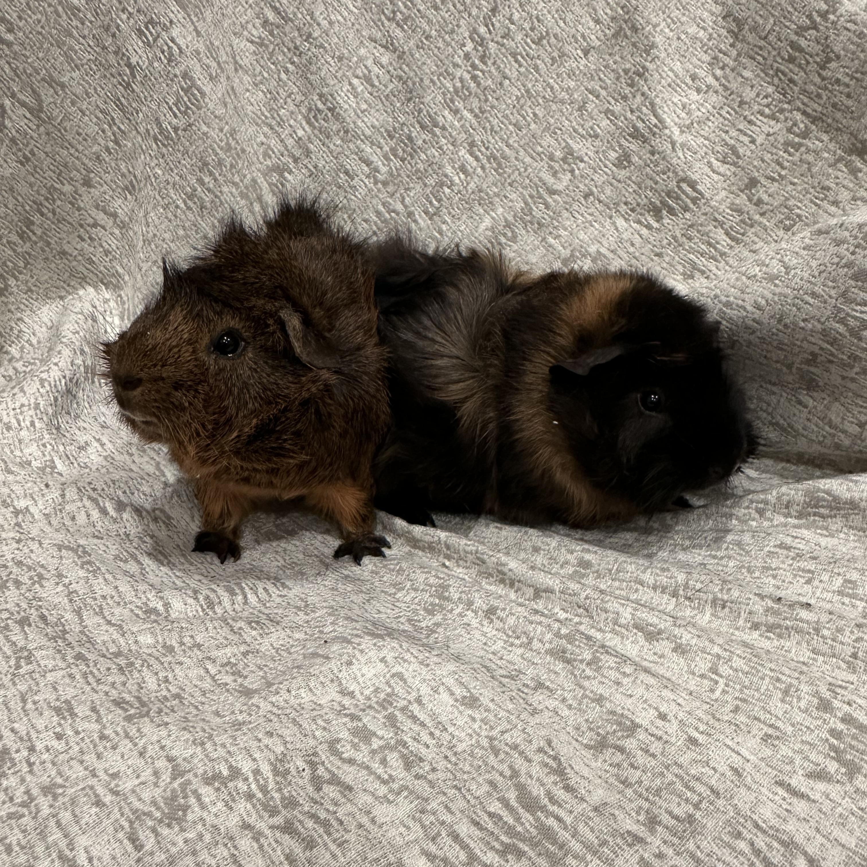 Spud & Tater photo 3