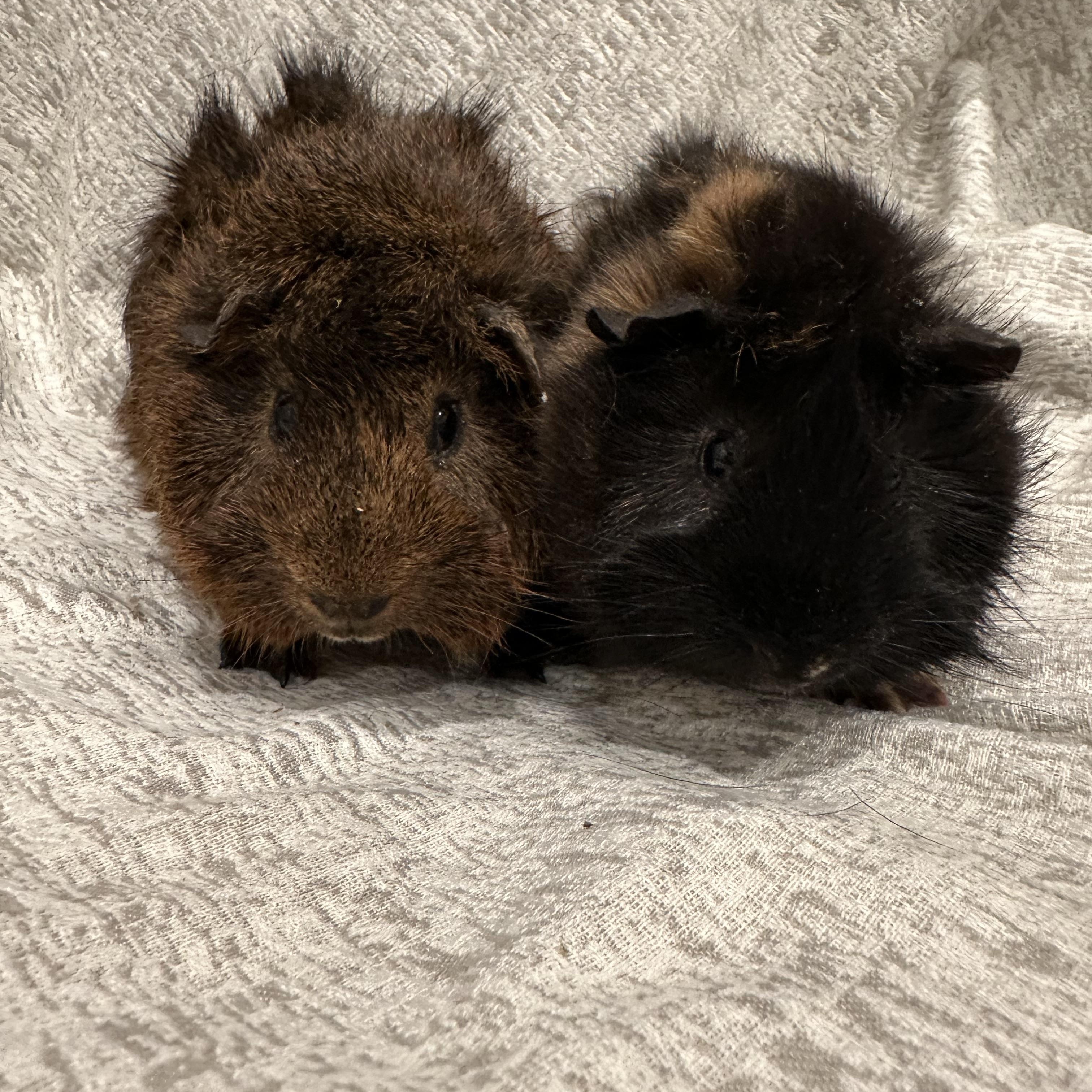 Spud & Tater, Baby Male Abyssinian