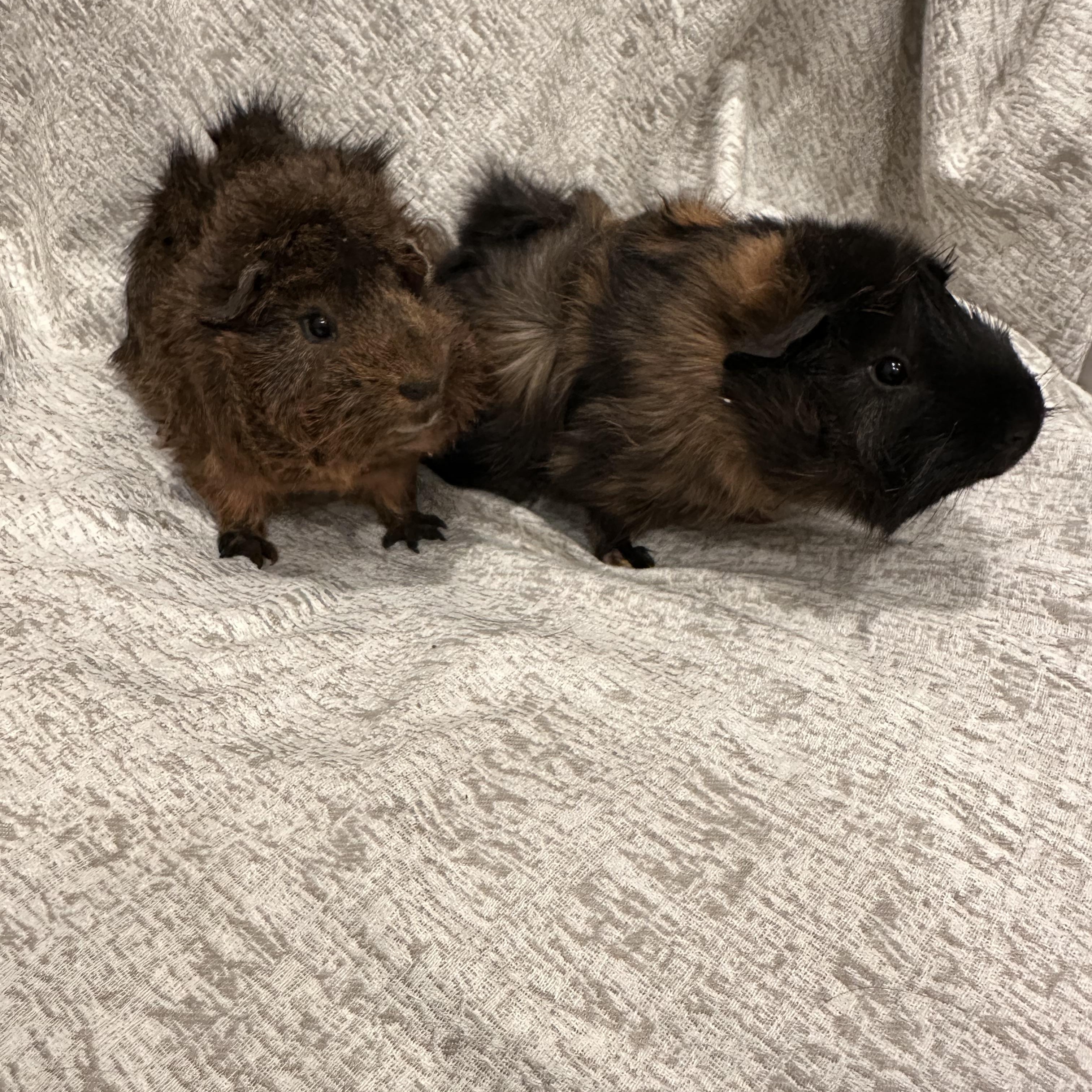 Spud & Tater photo 4