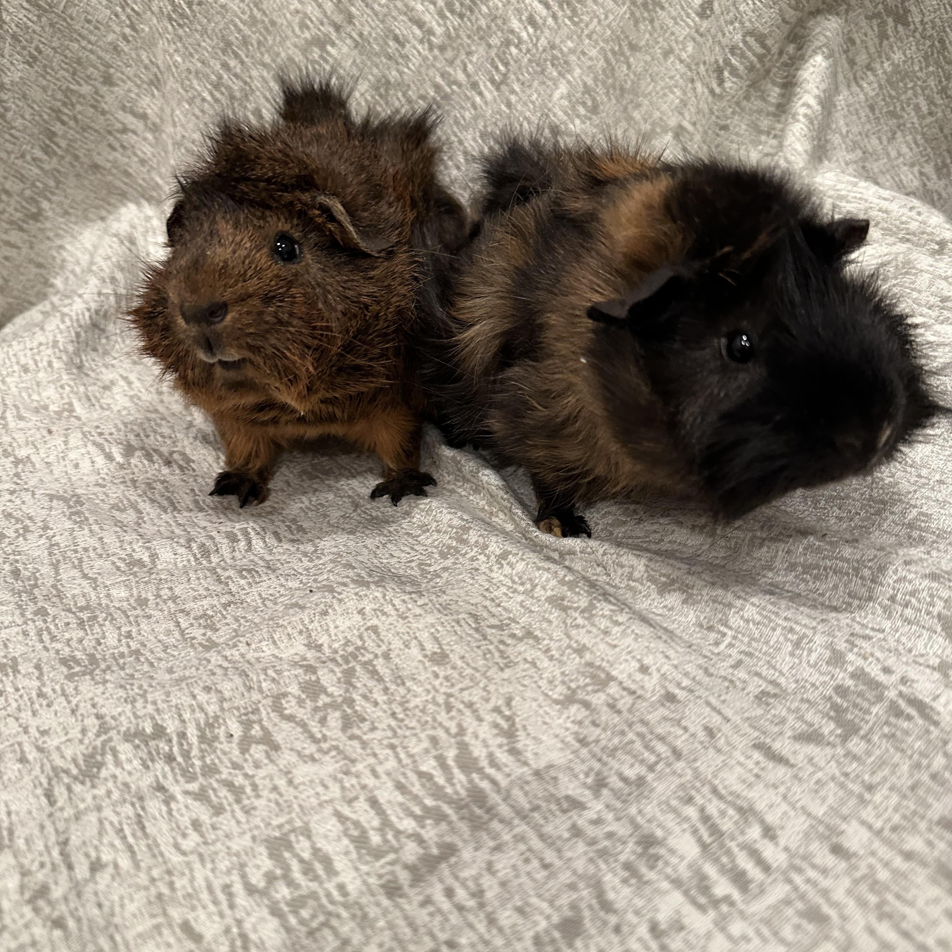 Enlarge Spud & Tater, a Adoptable Abyssinian in Magnolia, TX image 5/5