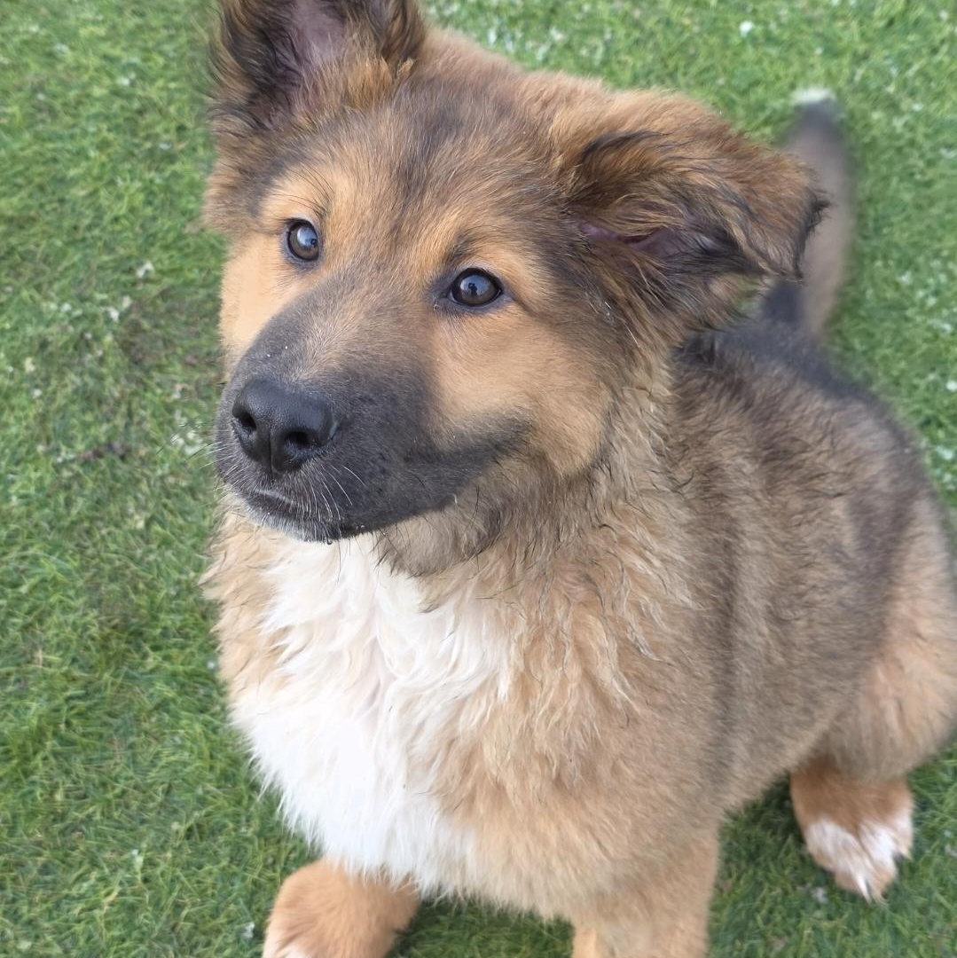 Enlarge Porkchop , an adopted mixed breed in Farmington, MN image 1/5